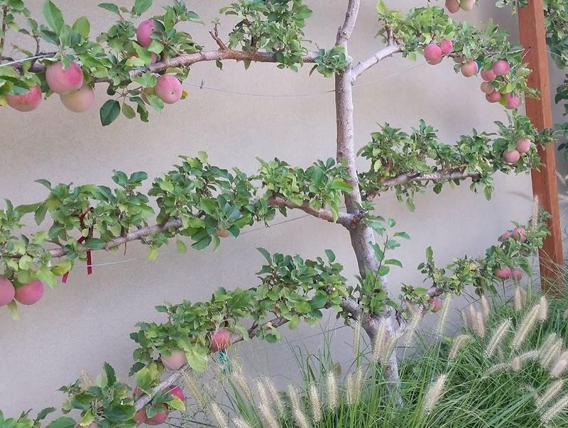 Espaliered Fruit Trees