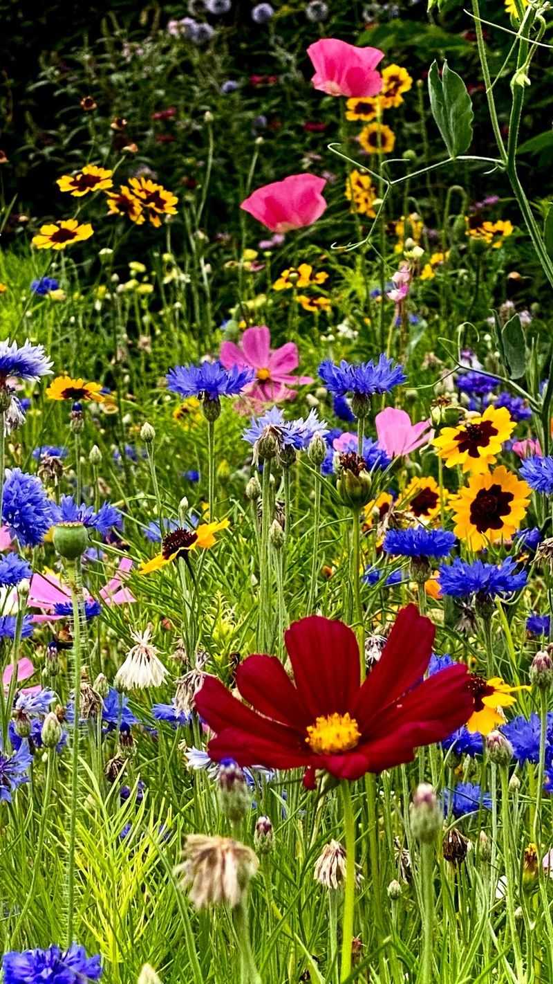 Design a Spectacular Flowering Meadow