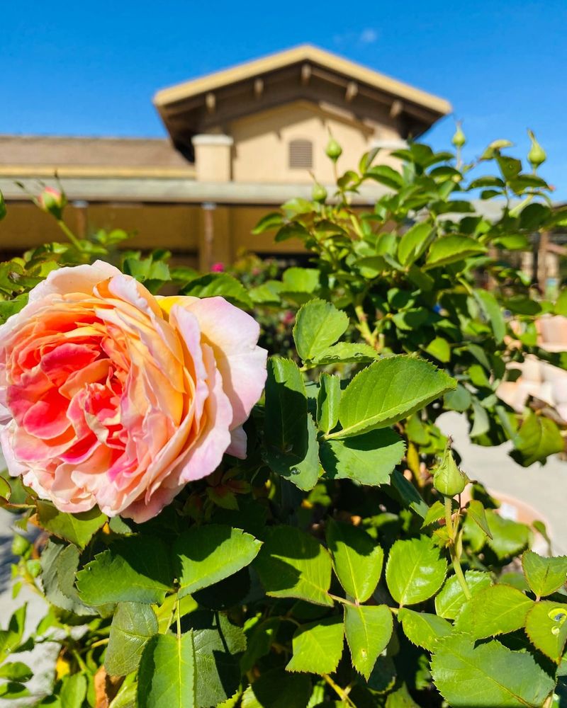Pruning Flowering Shrubs at the Wrong Time