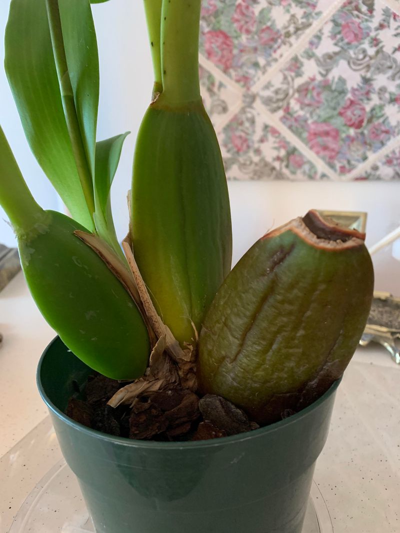 Pseudobulb Inspection Is Crucial