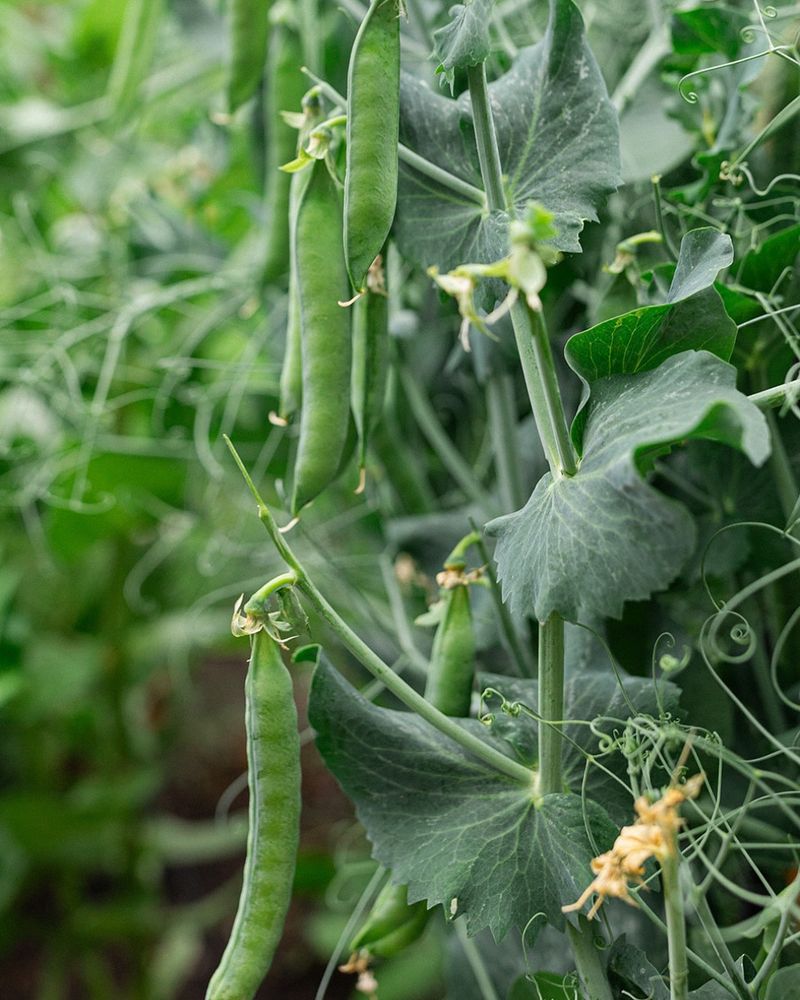 Snap Peas: The Sweet Vertical Grower