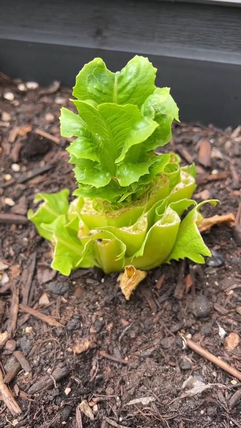 Root Preservation Harvesting