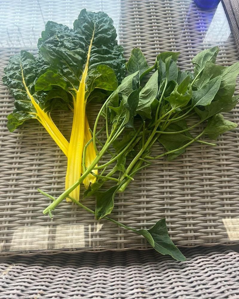 Swiss Chard