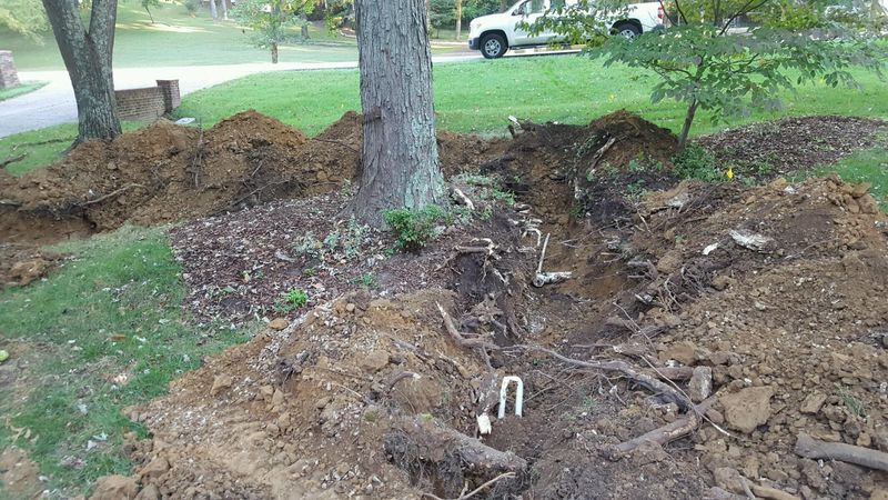 Root Damage Makes The Tree Unstable