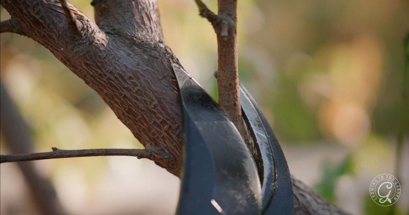Skip Pruning Young Fruit Trees
