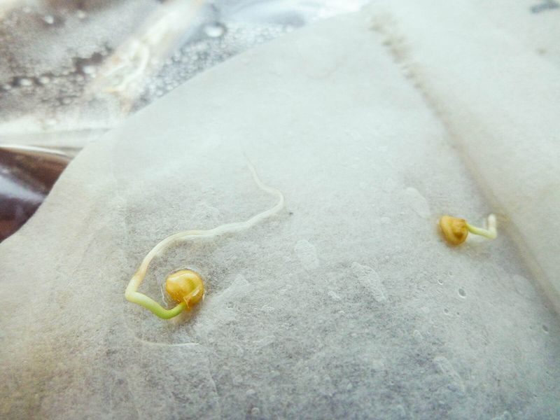 Breaking Seed Starting Rules