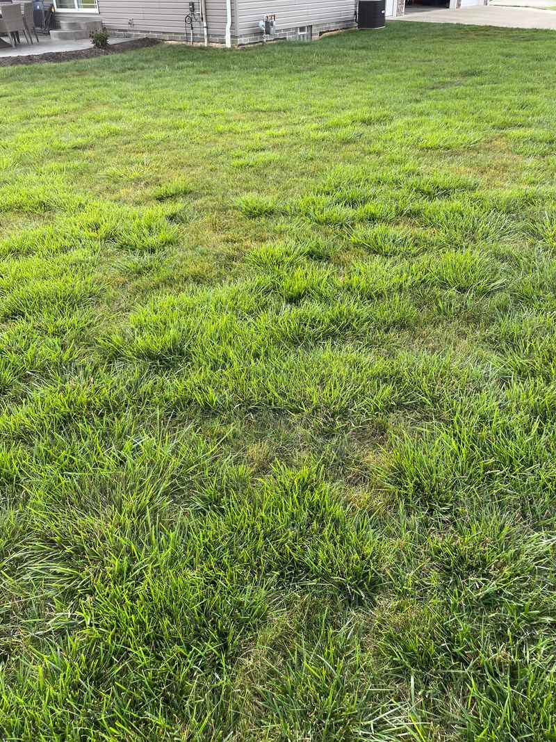 Maintaining Tall, Unmowed Grass