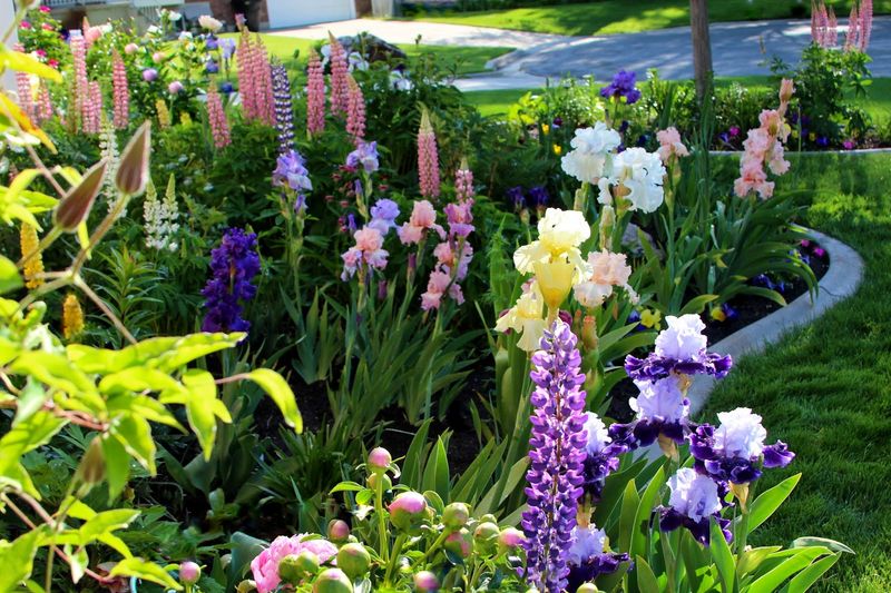 Strategic Companion Planting