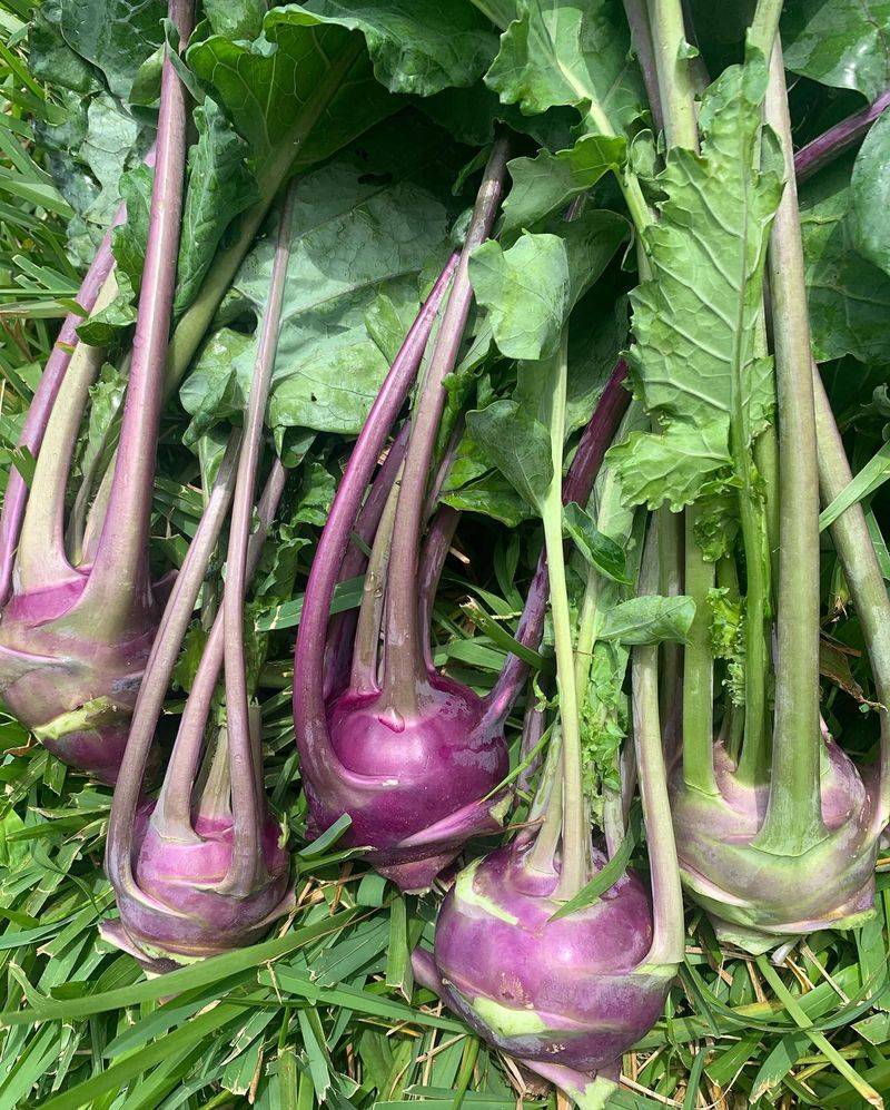 Kohlrabi