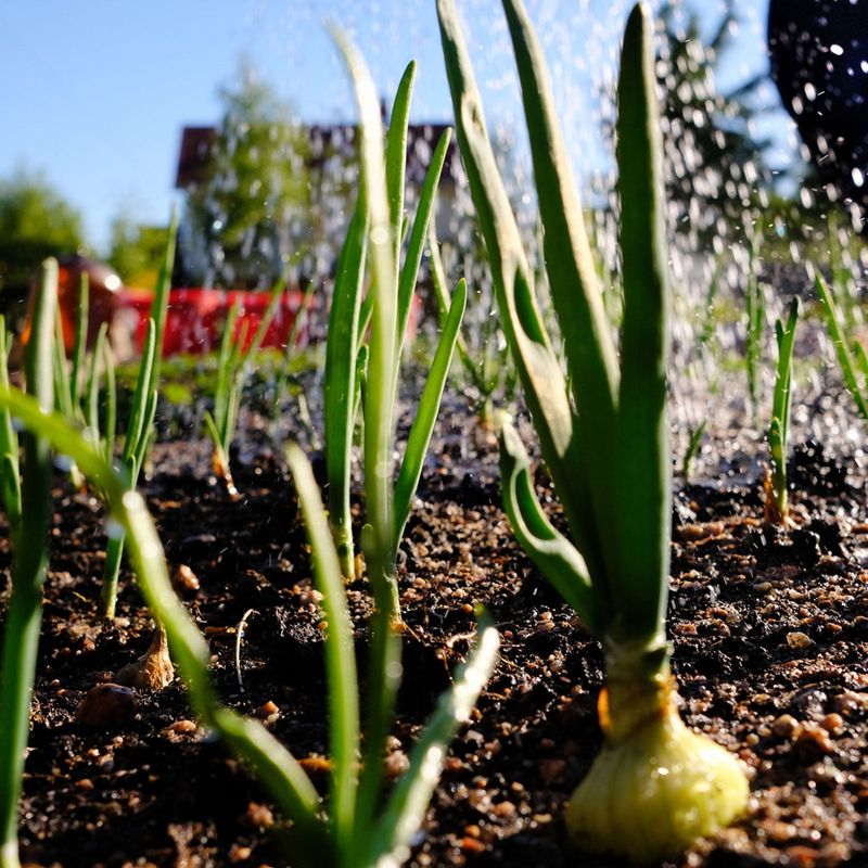 Onions