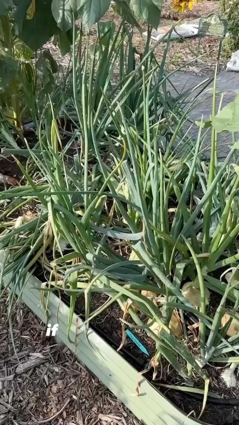 Onions: Long Season, Questionable Storage