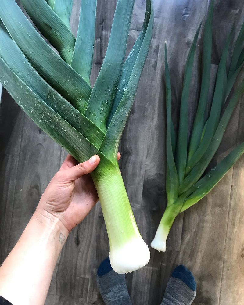 Leeks With Tender White Sections