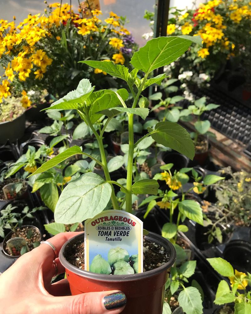 Tomatillos