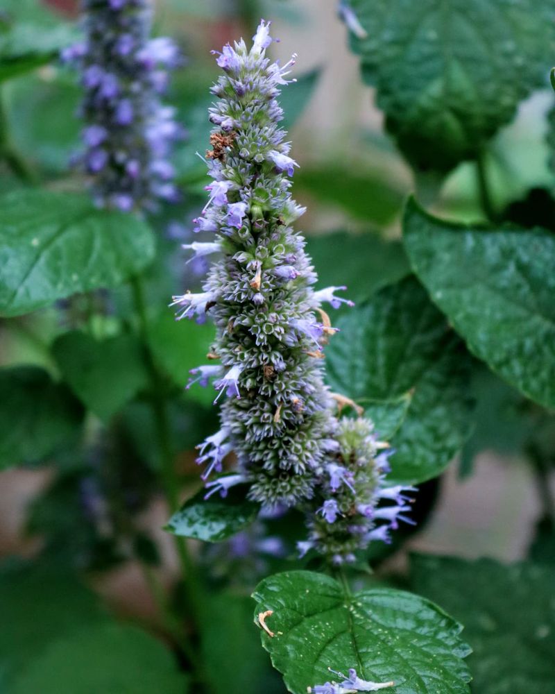 Anise