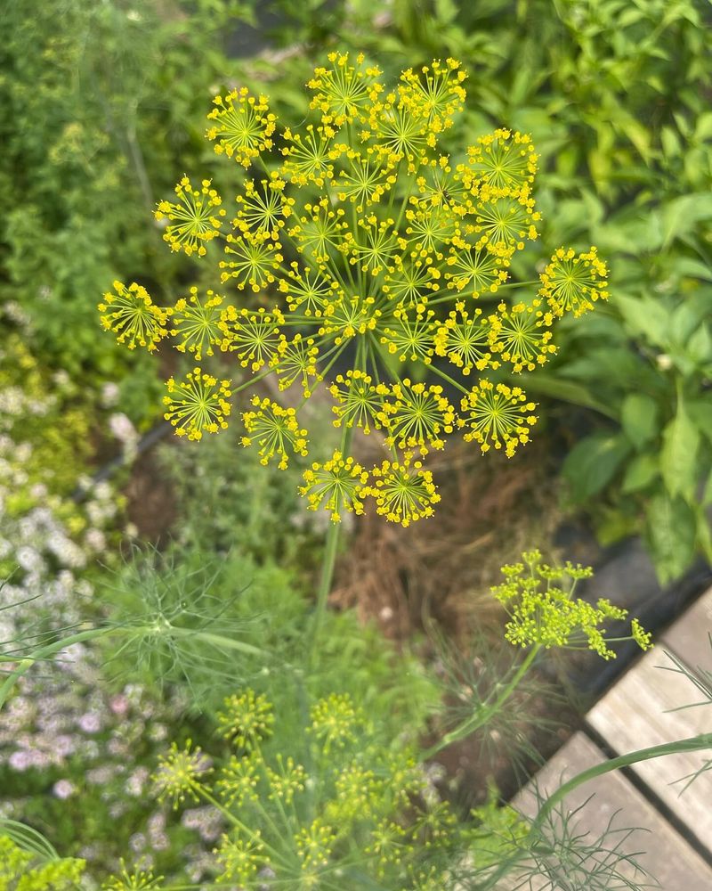 Dill