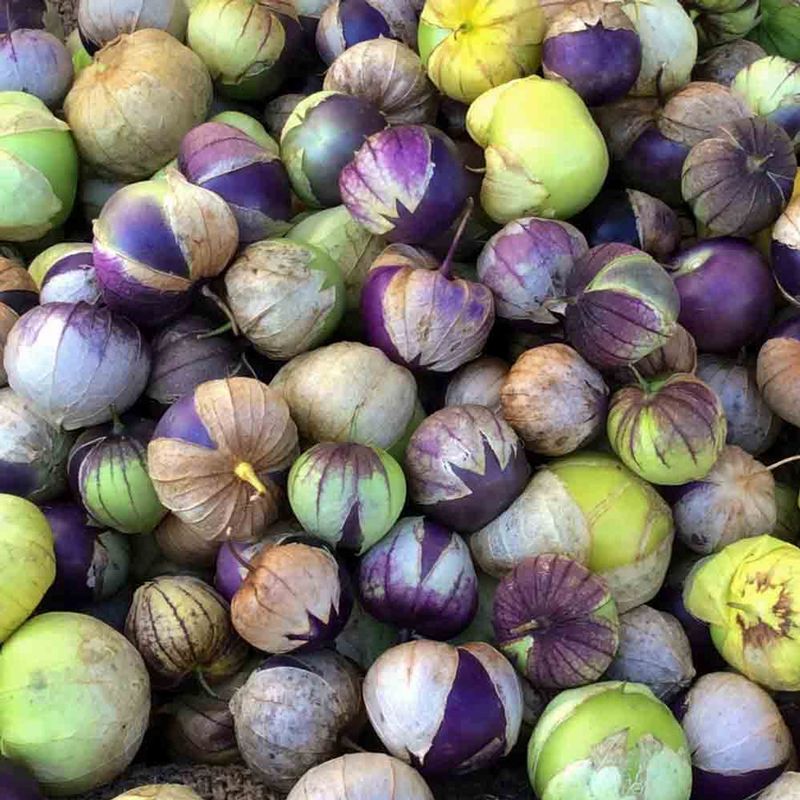 Purple Tomatillos