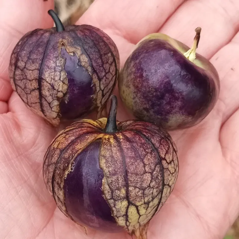Purple Tomatillo