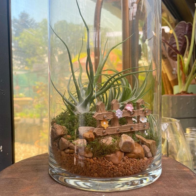 Air Plants