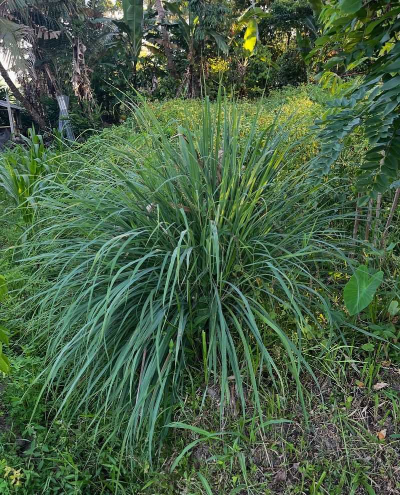 Lemongrass: Tropical Heat Master