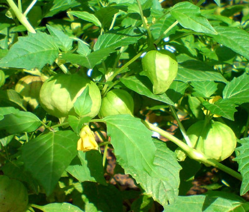 Cape Gooseberries