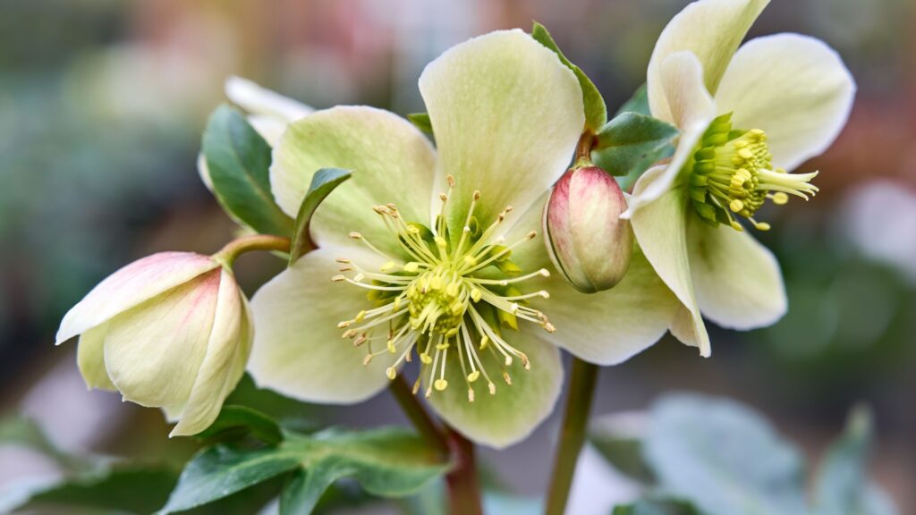 lenten rose hellebore