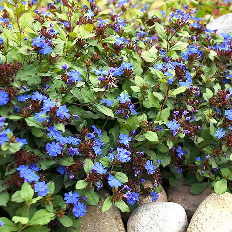 Hardy Plumbago