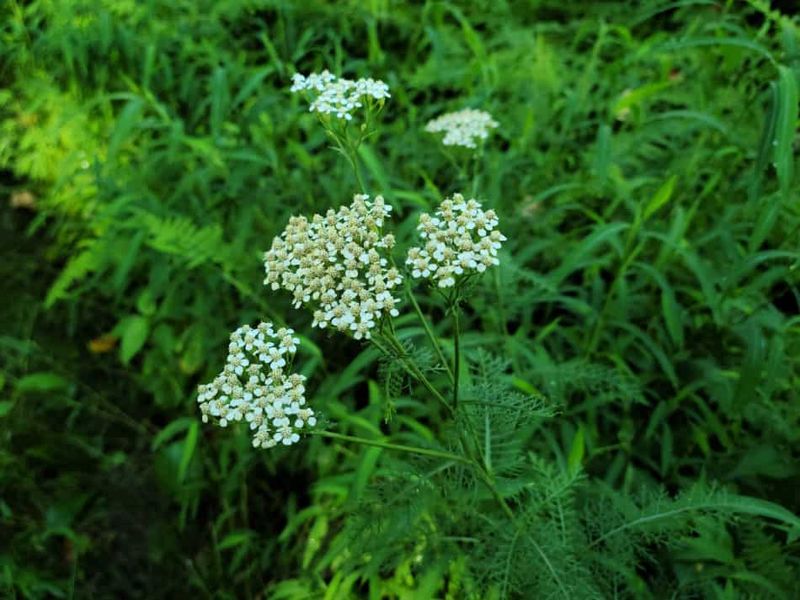 Yarrow's Airy Structure Permits Weed Infiltration