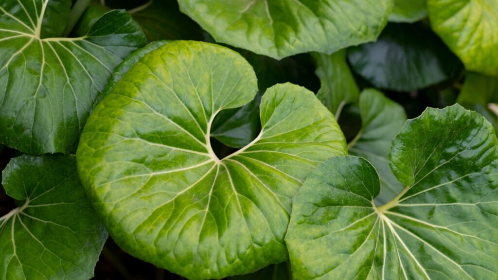 leopard plant