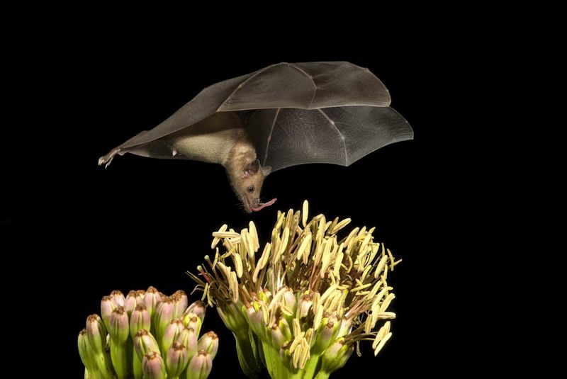 Mexican Long-Tongued Bat