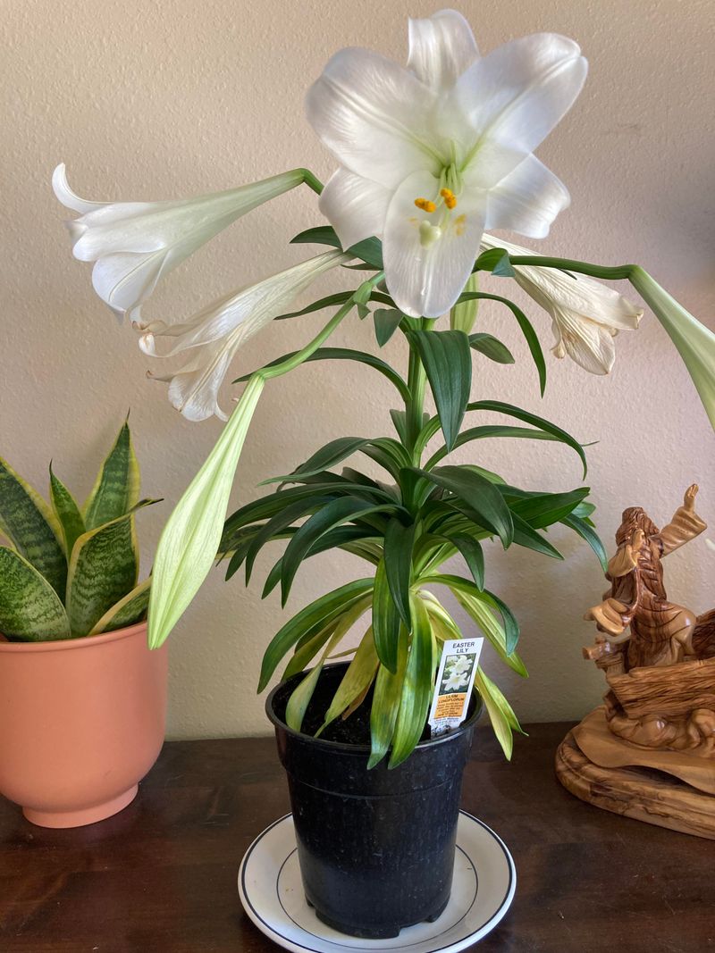 Protect from Common Pests
