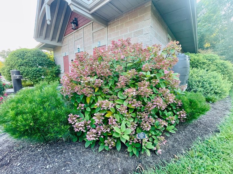 Quick Fire Hydrangea