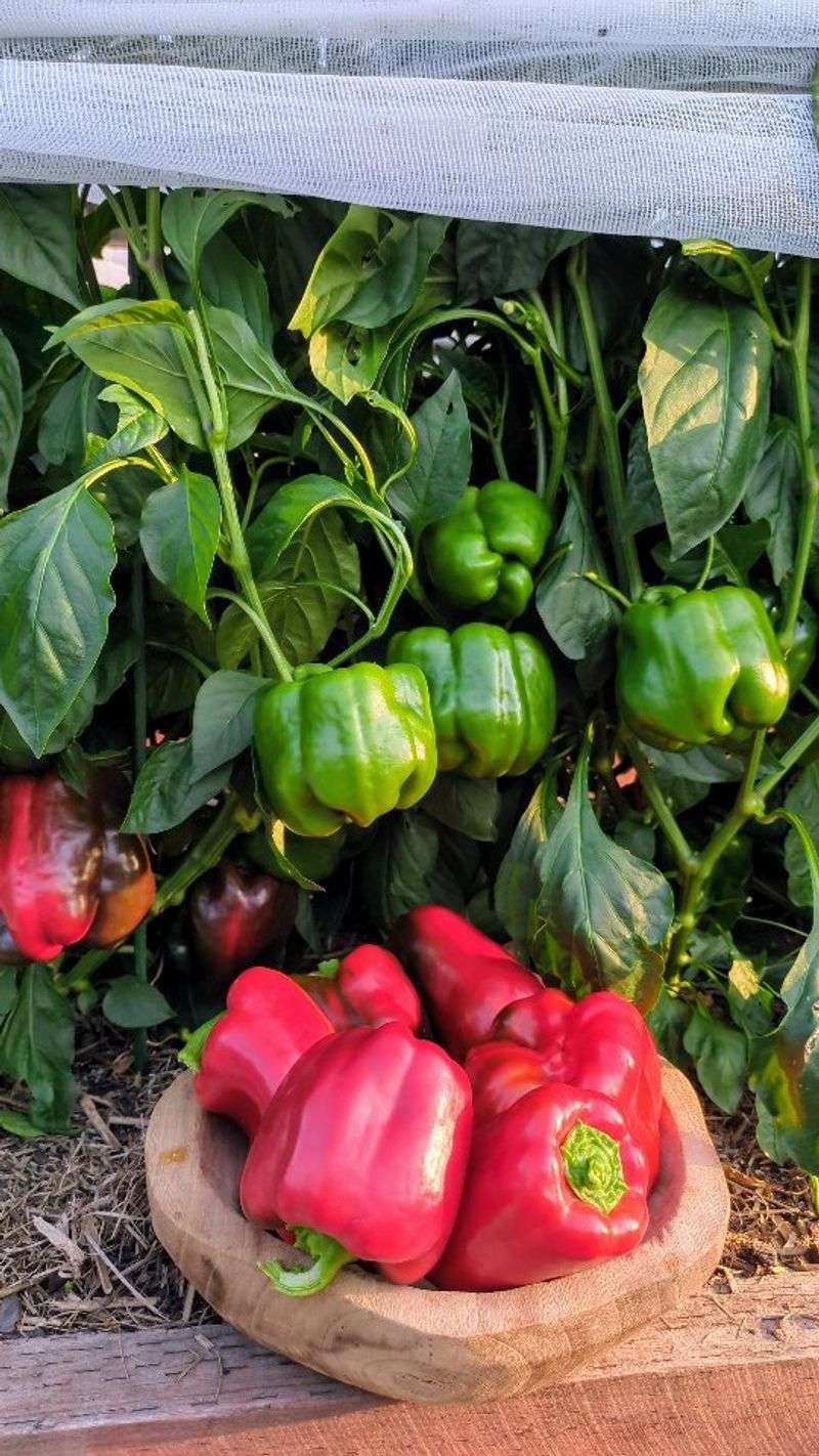 Bell Peppers
