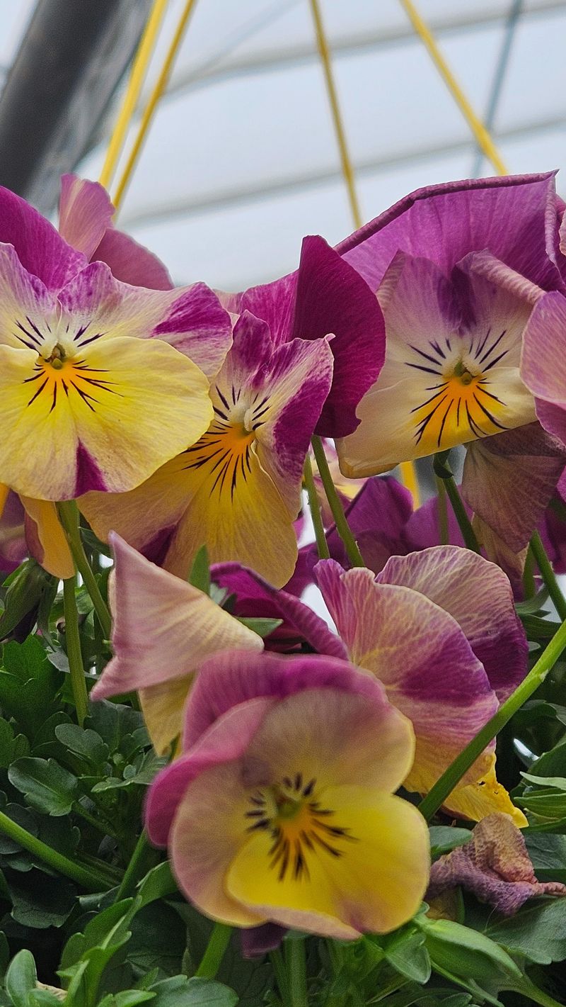 Pansies