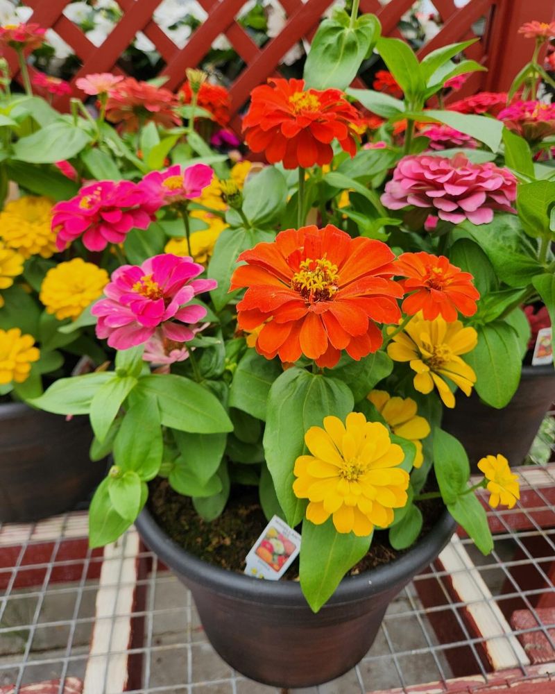 Zinnias