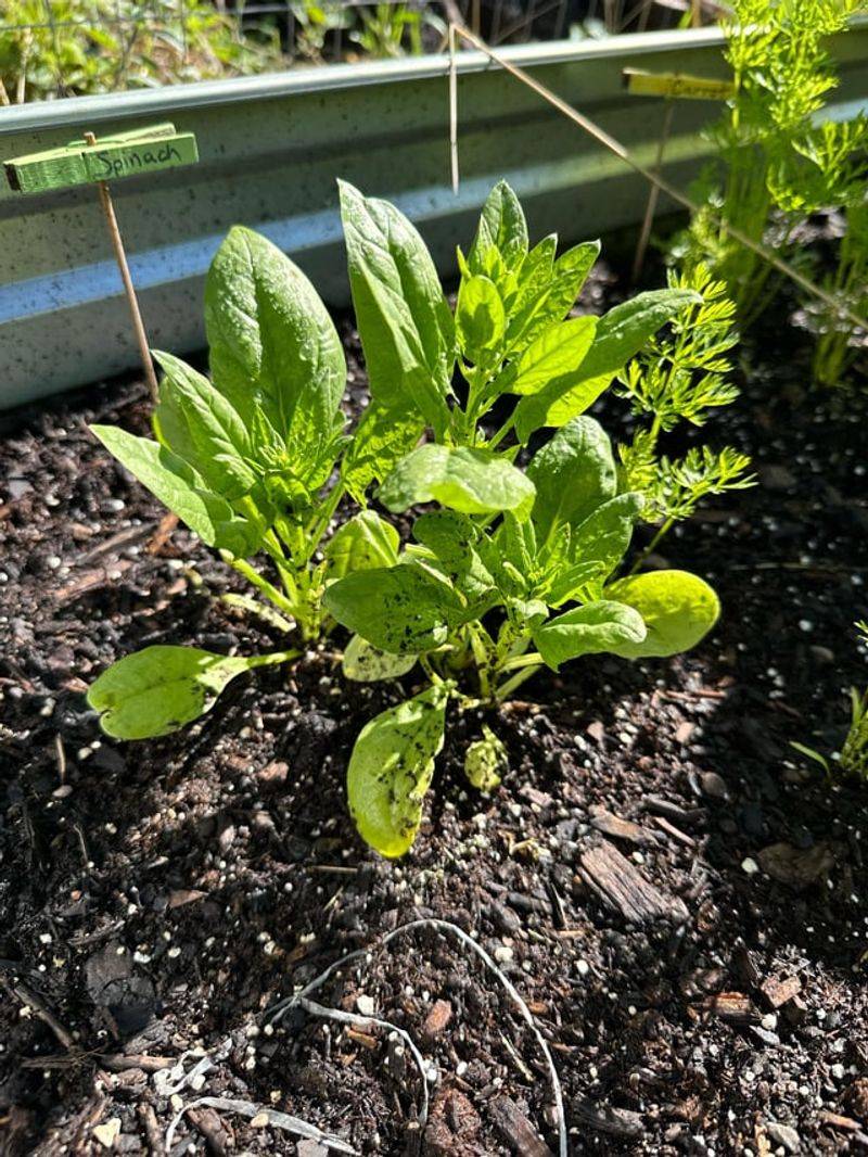 Spinach