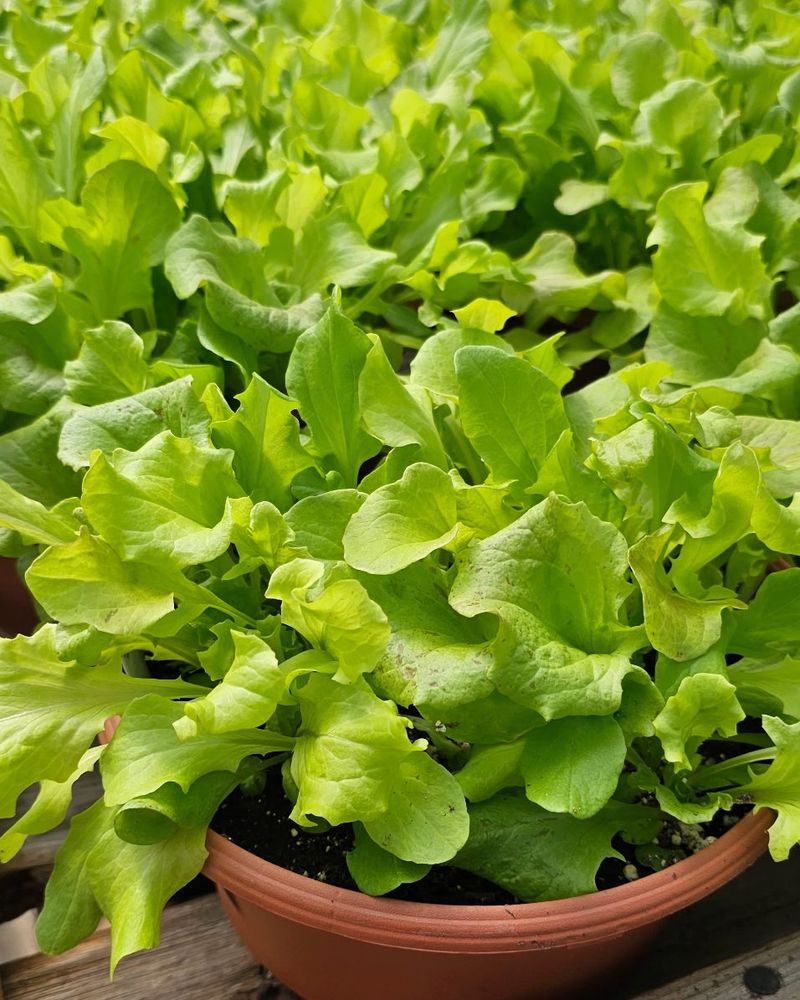 Lettuce: Crispier Leaves Above Ground