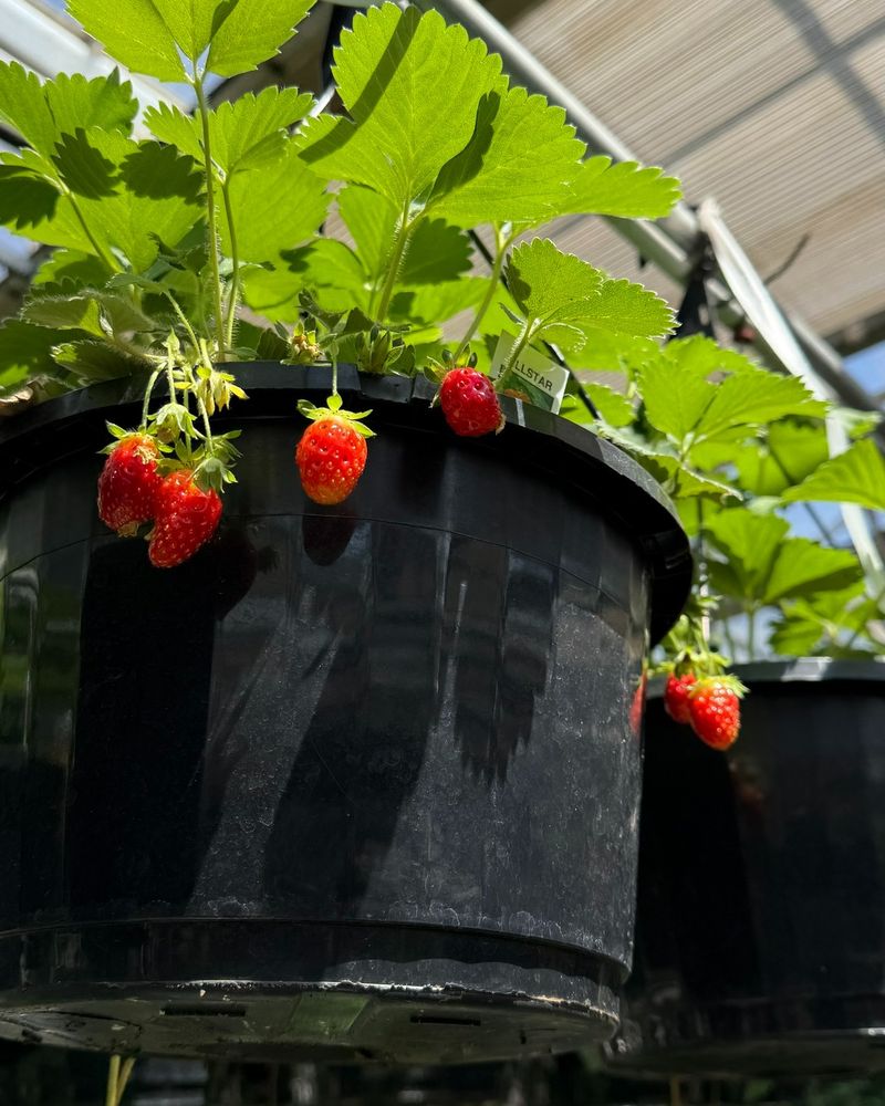 Strawberries: Concentrated Flavor In Hanging Baskets