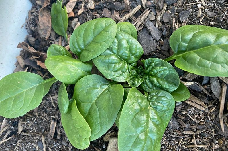 Spinach: Spring and Fall Superstar