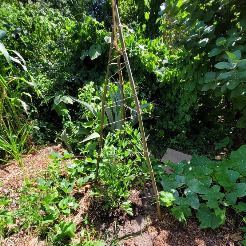 Three Sisters: Corn, Beans, and Squash