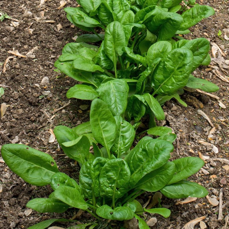 Spinach