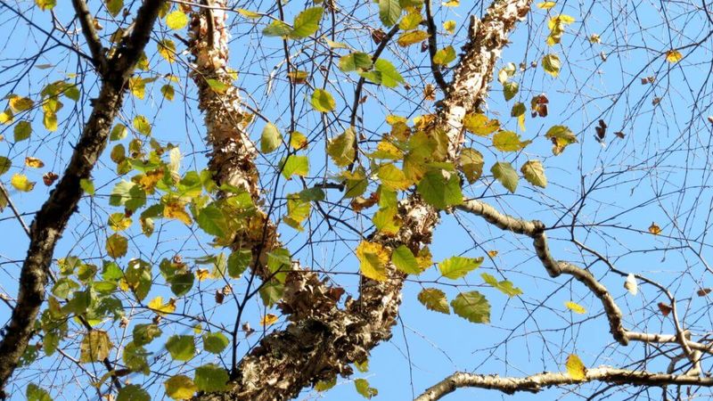 White Birch Won't Thrive In These Conditions