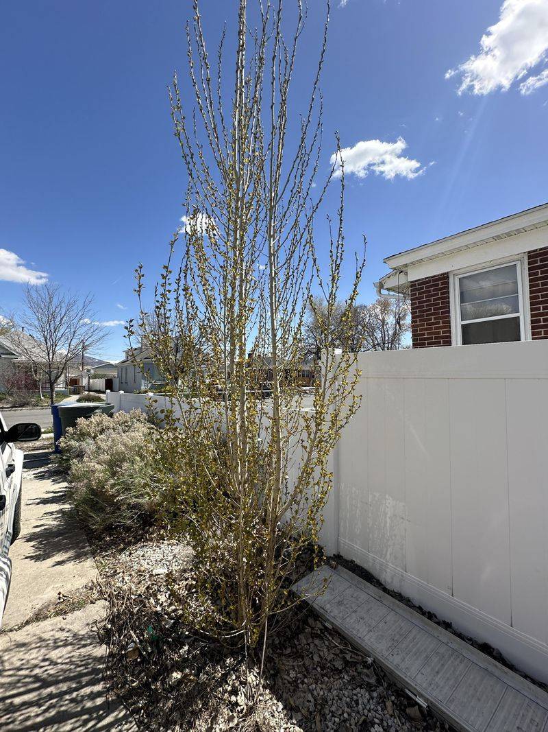 Lombardy Poplar: Short-Lived Screen