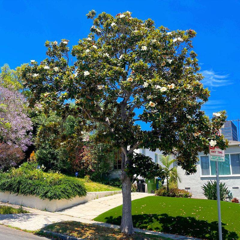 Magnolia Grandiflora