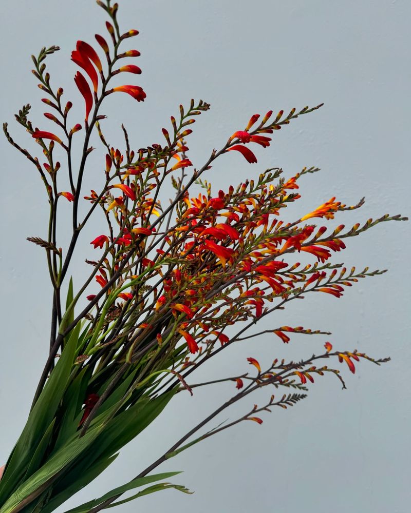 Crocosmia
