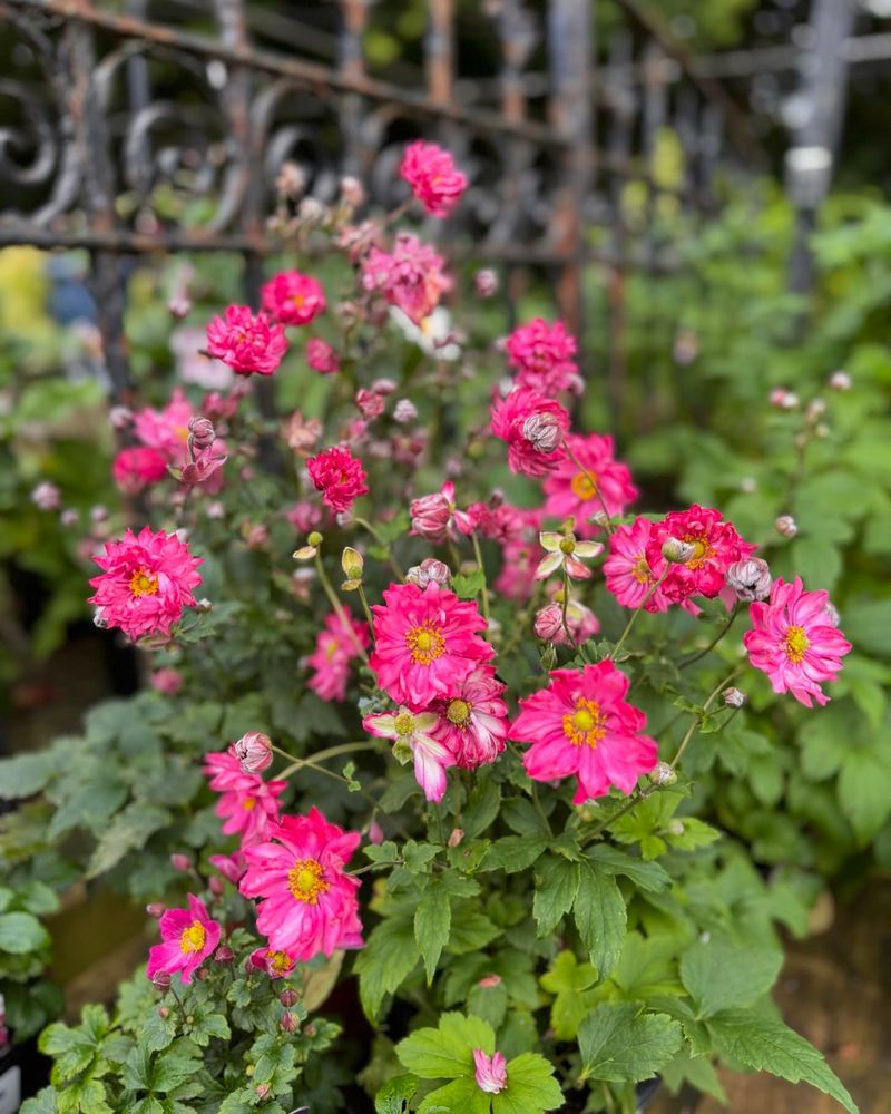 Japanese Anemone