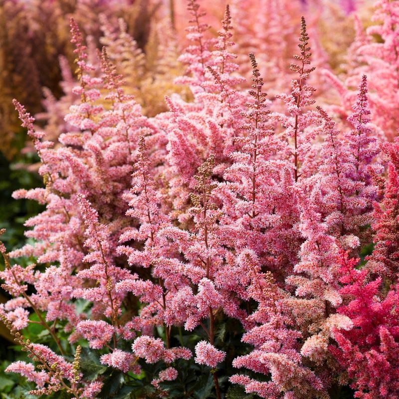 Astilbe: The Feathery Shade Lover