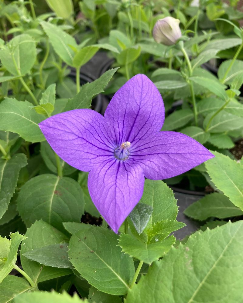 Balloon Flower: More Foliage Than Flowers