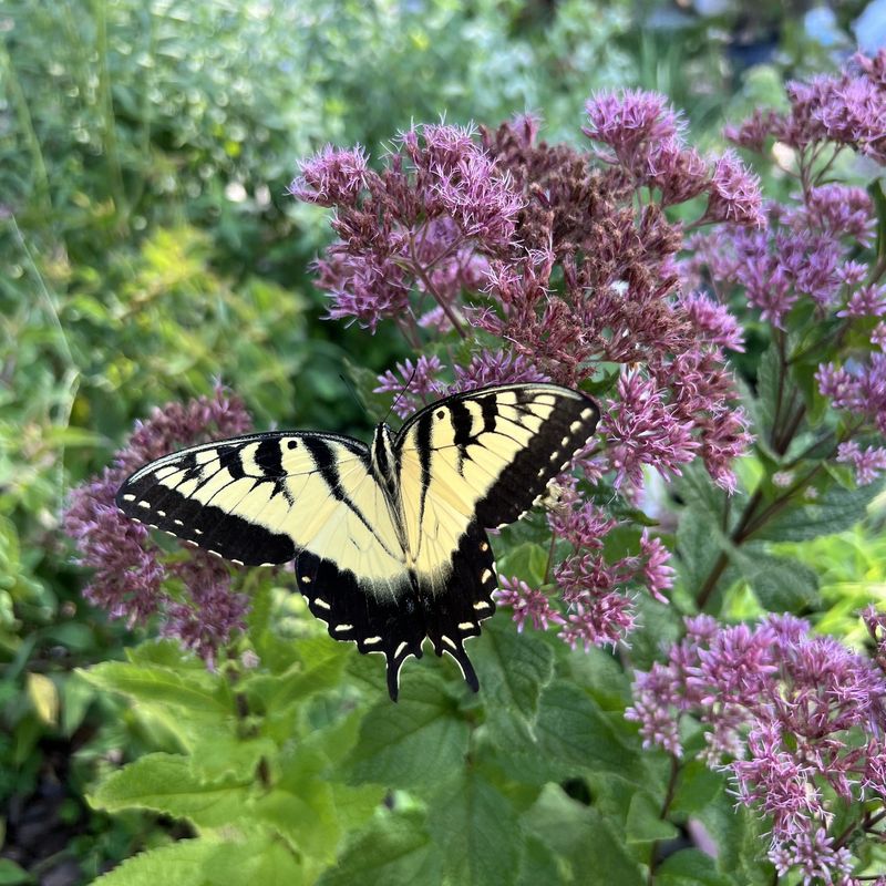 Joe-Pye Weed: Butterfly Skyscraper