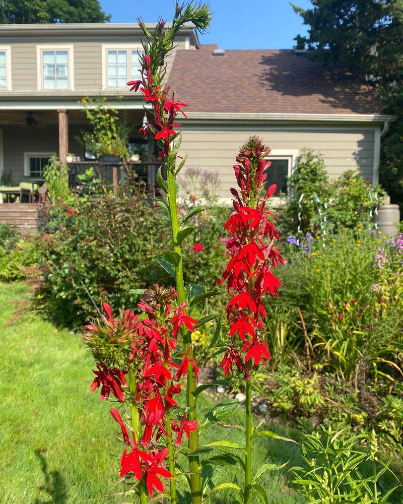 Cardinal Flower