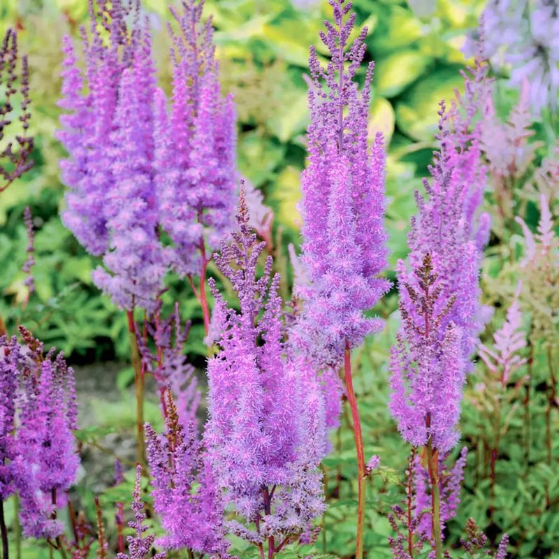 Astilbe